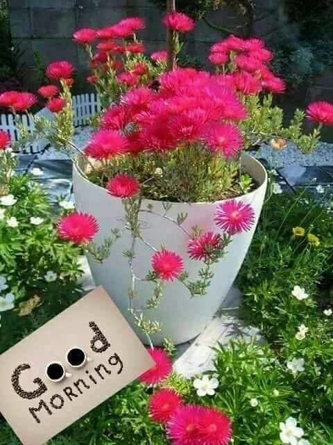 Good Morning Image wallpaper 123