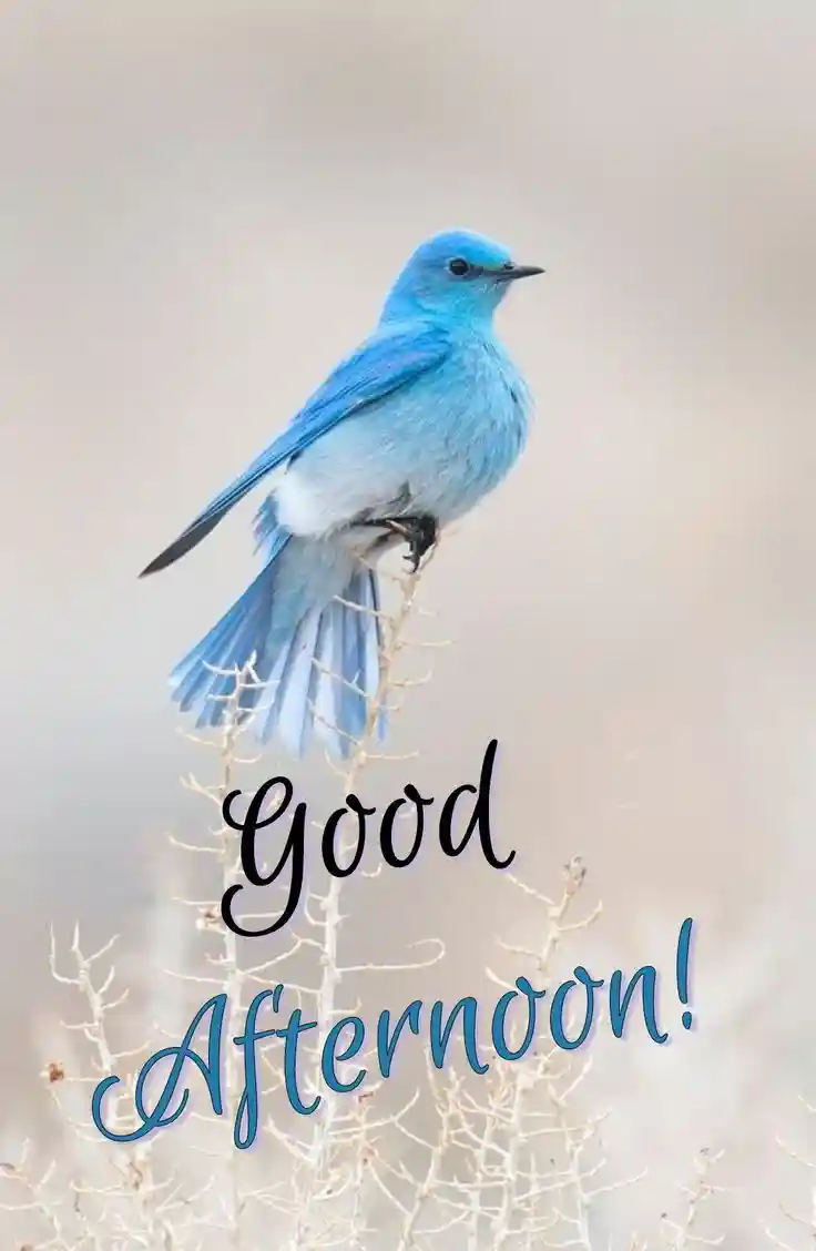 funny images for whatsapp status