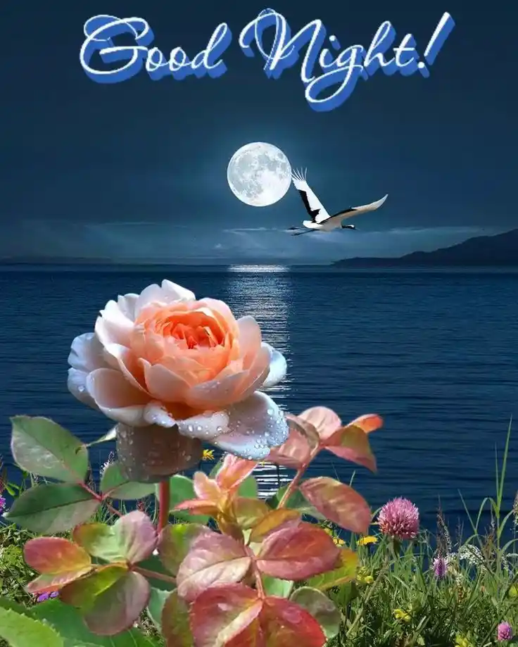 good night pic love