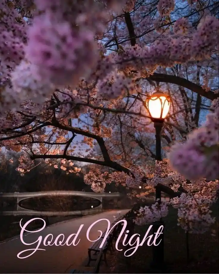 whatsapp dp images about good night