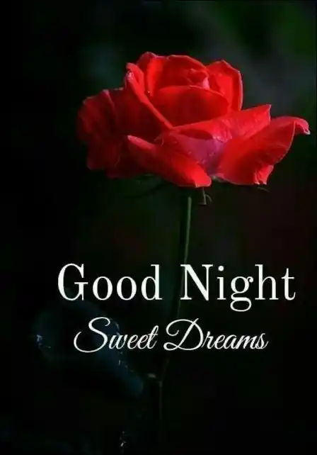 good night rose image dp