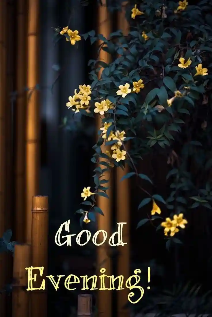 whatsapp images are not showing in gallery