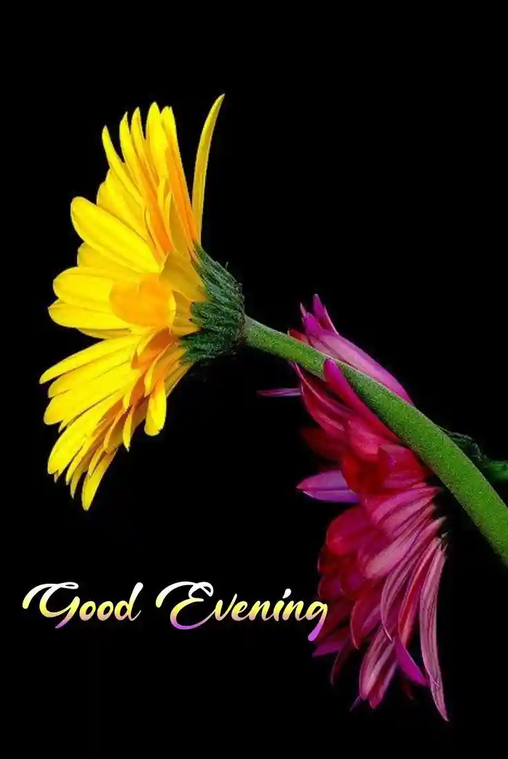 nurse images for whatsapp dp