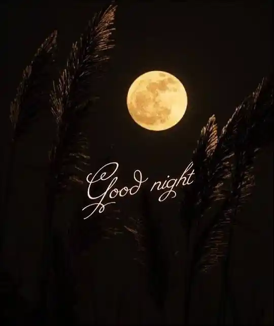 night dp