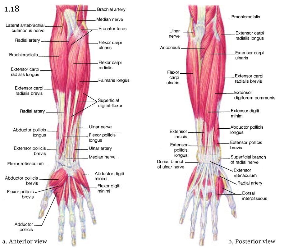 origin insertion and action of muscles with pictures pdf