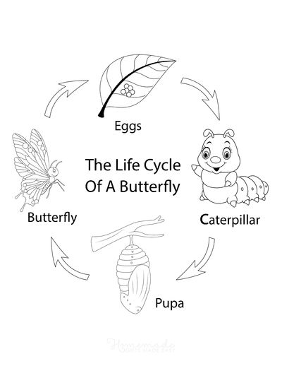 life cycle of a butterfly pictures to color