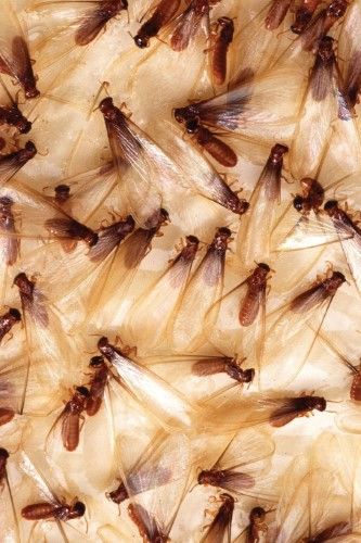 picture of a swarming termite