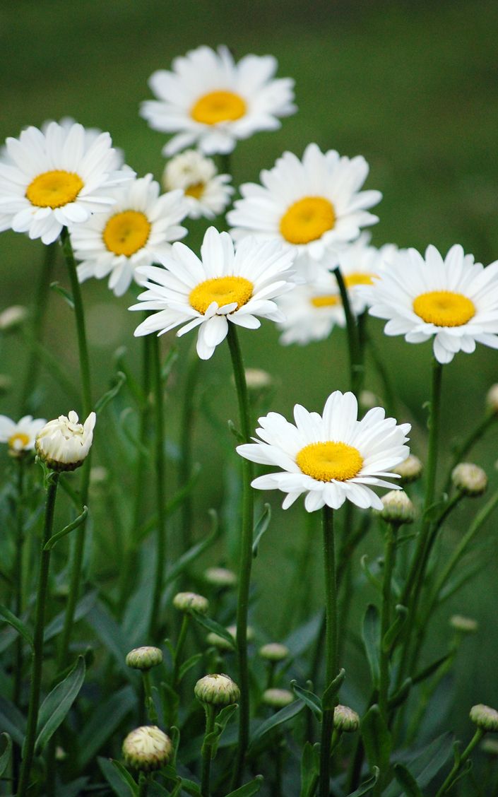 picture of a shasta daisy