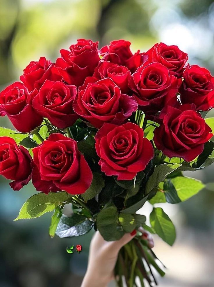 photo of a dozen red roses