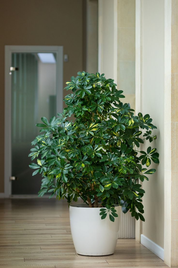 picture of a schefflera plant