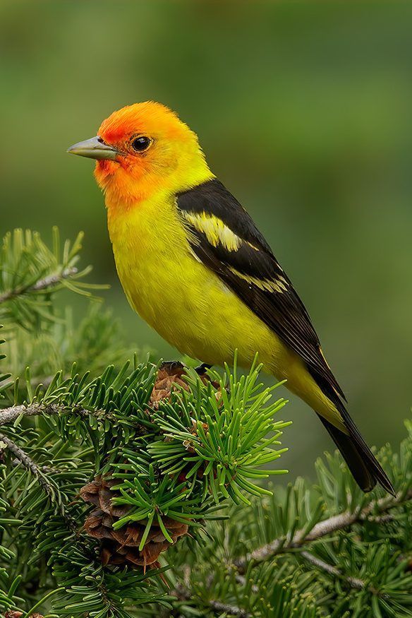 picture of a western tanager