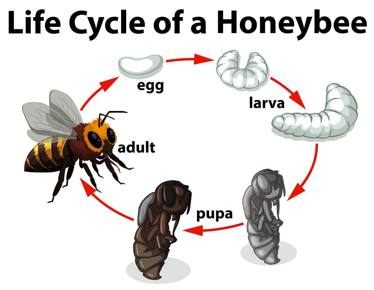 life cycle of a bee pictures