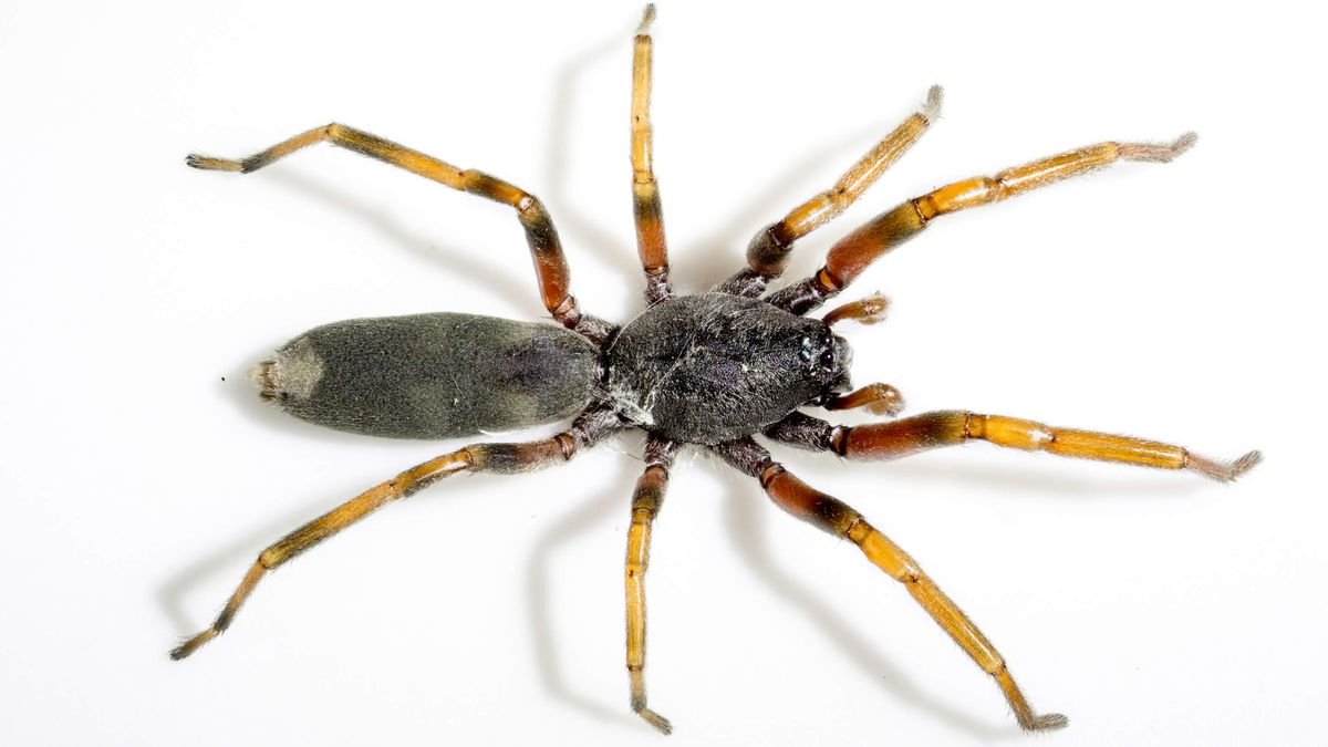 photo of a white tail spider