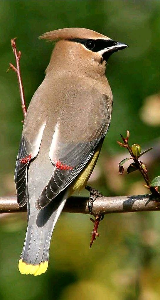 picture of a cedar waxwing