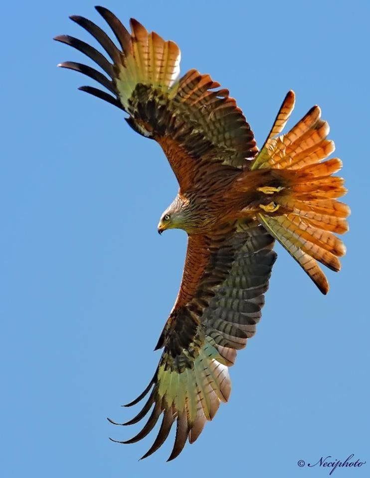 images of a red kite