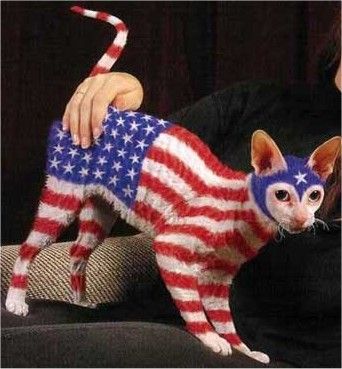hilarious 4th of july pictures